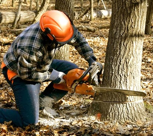 Tree Removal in Bradley, SC